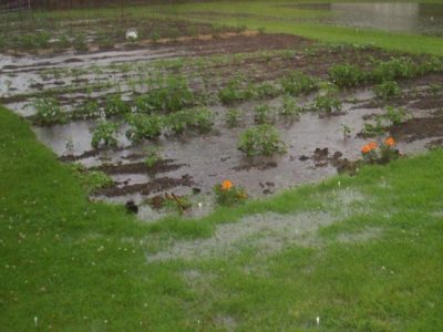 Heirloom Beans: Rattlesnake, White Half Runner, Six-Week and Goose Image